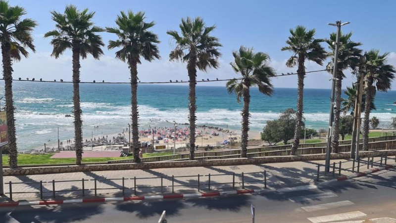 Image: שנהב