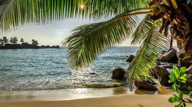 Image: Baga Beach Palms