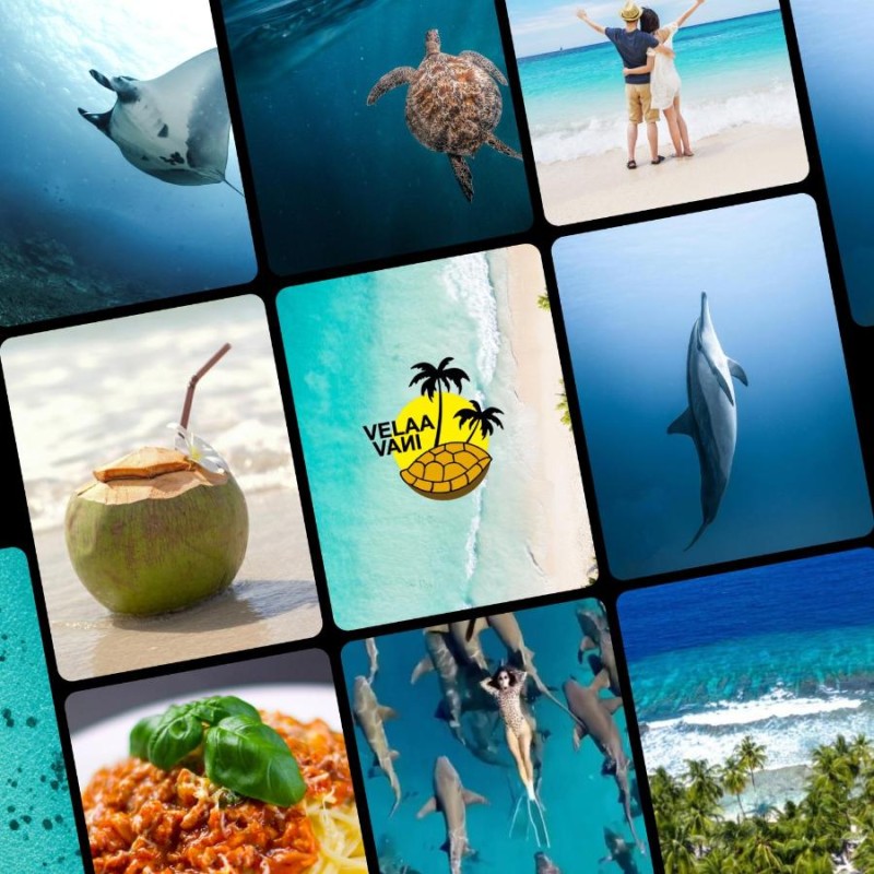 Image: VelaaVani - Turtle Hive Dhiffushi