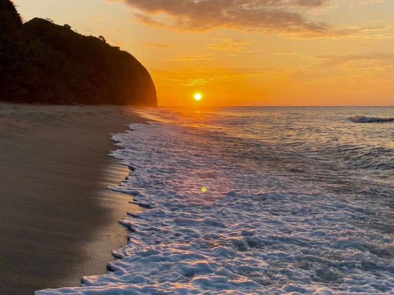 Image: Cocobeach Palomino
