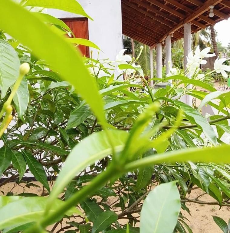 Image: FR Resort Boutique Arugam bay