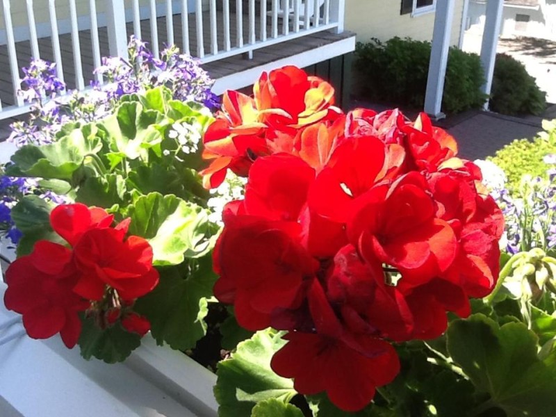 Image: Harbor House Inn