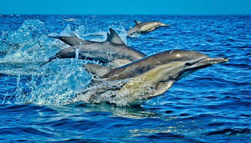 Image: Shimoni Reef Lodge