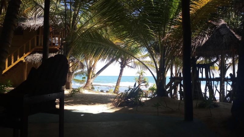 Image: The Alpha Monkey hotel & Tree house