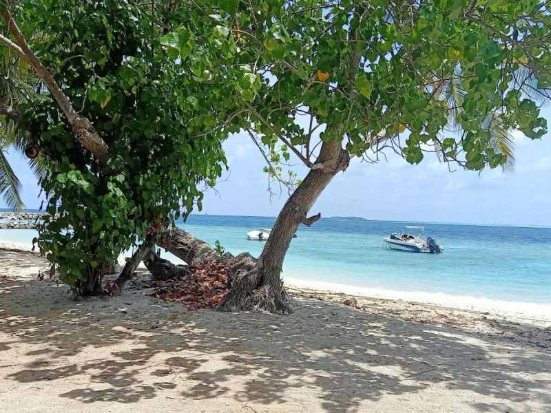 Image: Fins Dive and Leisure Hotel